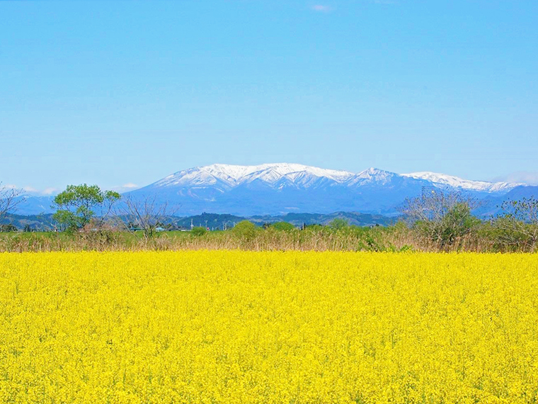 2022年4月23日(土)から5月5日(祝)には「道の駅かくだ」でイベント『かくだ菜の花巡り』を開催(写真提供/角田市商工観光課)