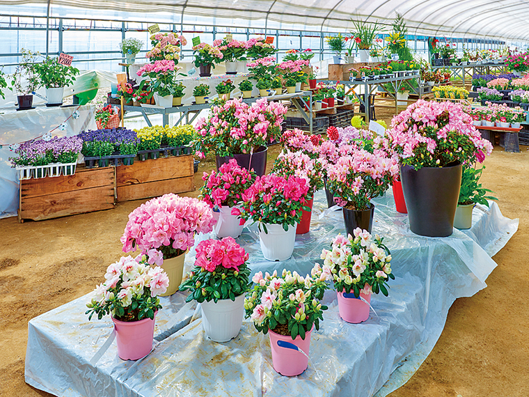 ハウス内には色とりどりの花が揃う。野菜苗や園芸グッズもあり、見て回るだけでも楽しい