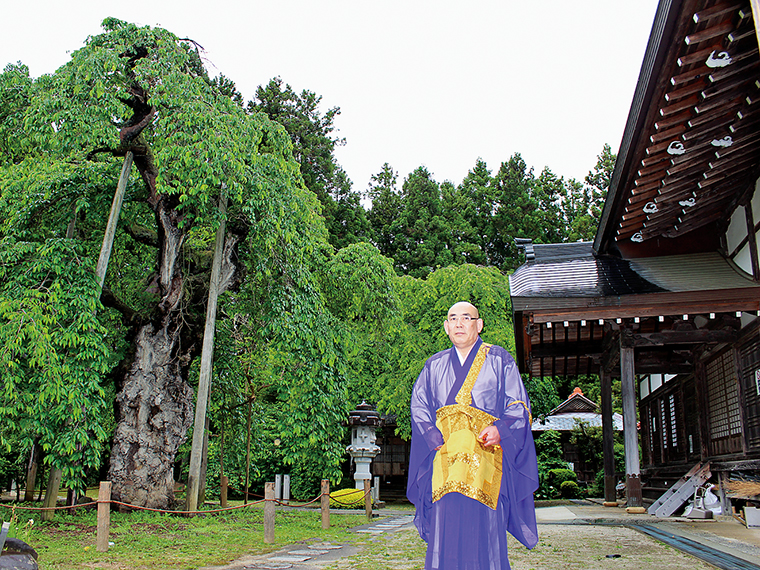 樹高約10ｍ・根本周囲4.3ｍの護摩桜を背に住職・佐藤宏仁さん