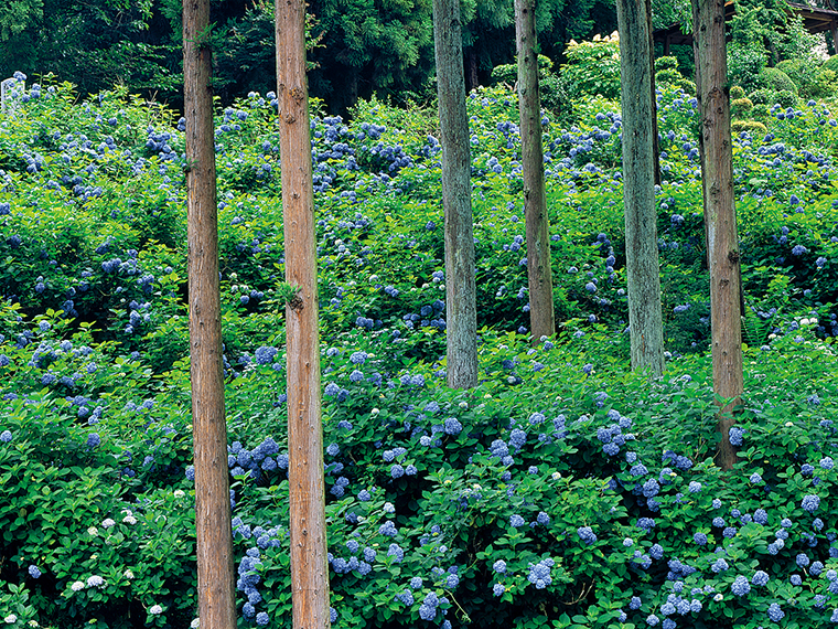 【高林寺（こうりんじ）】