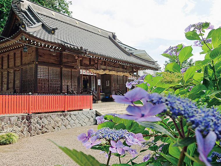 あじさいと社殿。2022年6月30日（木）から7月7日（木）はあじさい祭り、夏越大祓を実施