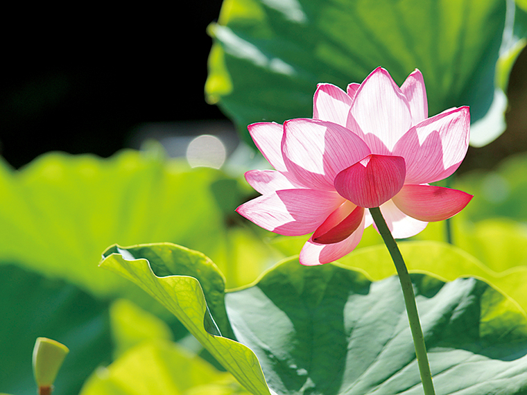 深緑とアジサイ、ハスの花が美しい