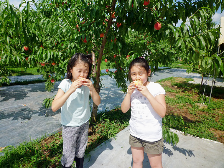 近隣の果樹園で桃狩りを体験できる。フルーツ王国・福島の桃を楽しんで
