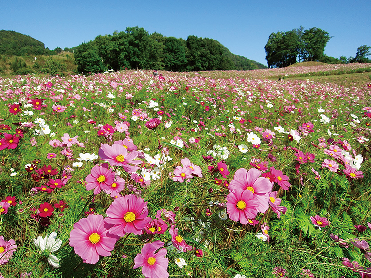 色とりどりののコスモスが花開く様子は圧巻。コスモスが植えられているエリアはその年によって異なる