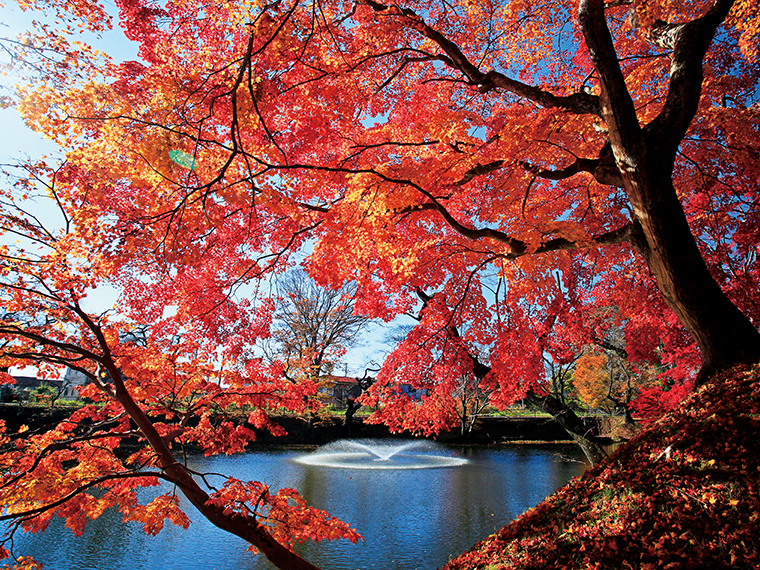土塁の紅葉がお堀に映え、美しい景色を楽しめる。大ケヤキが色づく姿は雄大