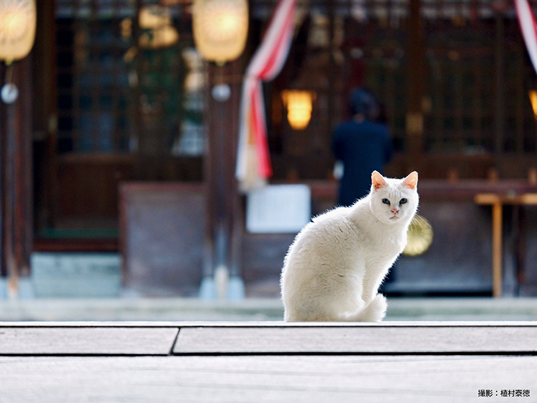 伊佐須美神社と白猫