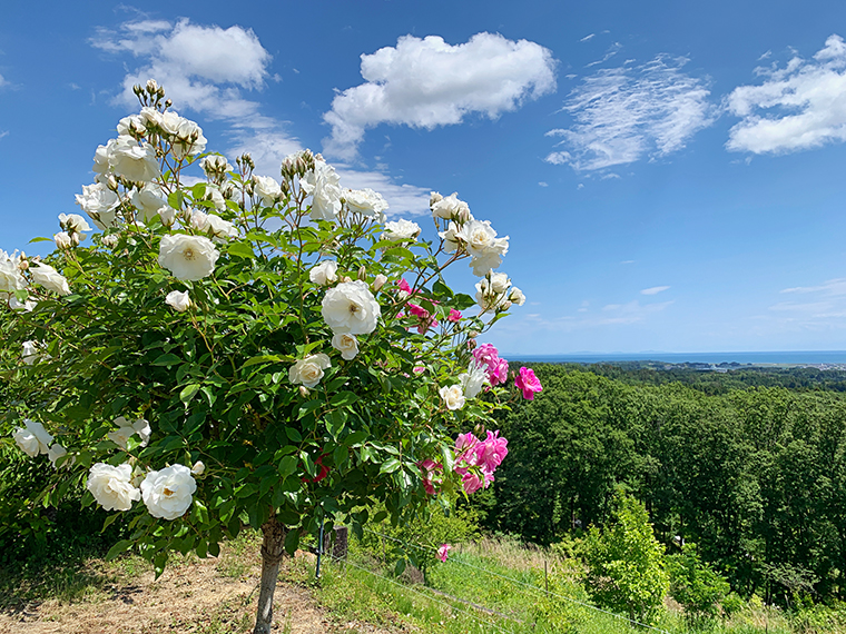 目前に広がる海と花の絶景。5月中旬から見頃の夏バラやフジに続き、ハンカチノキ、アジサイ、サルスベリ、コスモス、そして紅葉と四季折々の花木が楽しめる