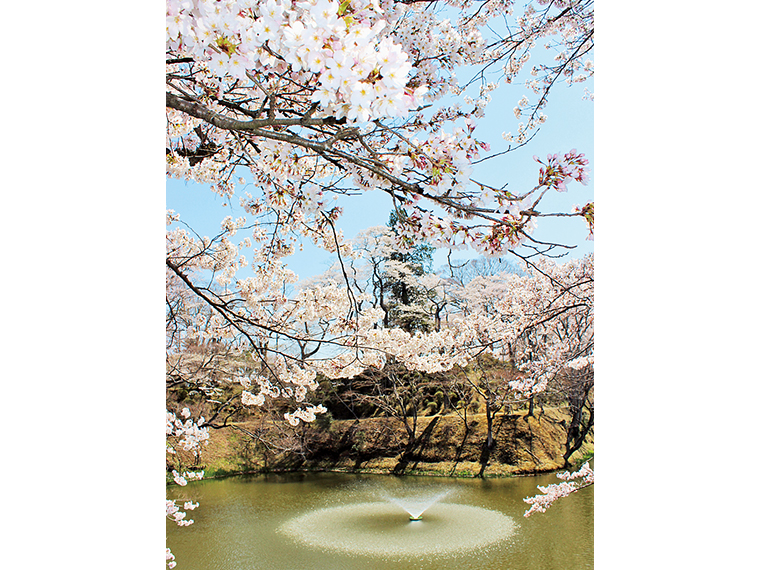 満開の桜も良いが、散って水面を覆いつくす花びらが、揺れ動く様も趣きがある。開花から咲き終わりまで満喫できる