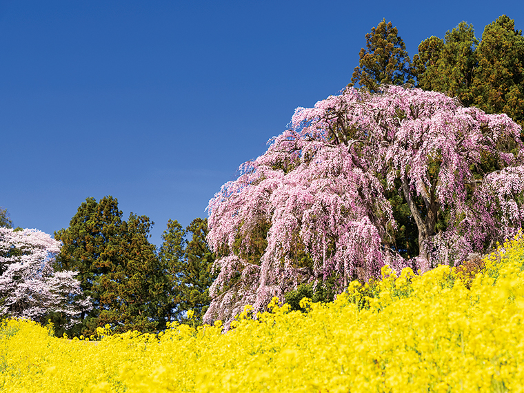 推定樹齢180年の「合戦場のしだれ桜」。菜の花が彩る丘に2本のベニシダレザクラが寄り添うように立つ。「三春滝桜」の孫桜と言われている（写真／館野二朗）