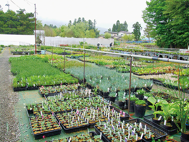 多種多様な植物がずらりと並ぶ園内