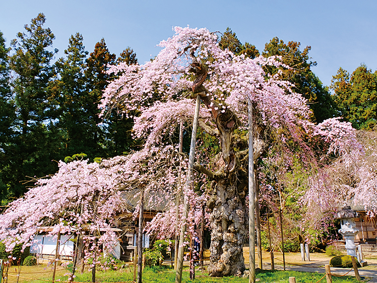 樹高約10m・根本周囲4m、樹齢800年の「護摩桜」。咲き始めは、梅や水芭蕉も同時に愛でることができる