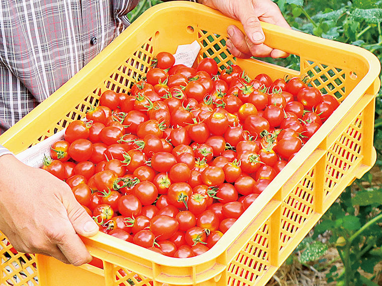 ［販売期間は2023年7月下旬〜8月31日（木）］「フルーツトマトミックスとキュウリのオーガニック野菜BOX」（2,500円）【ななくさ農園［二本松市］】