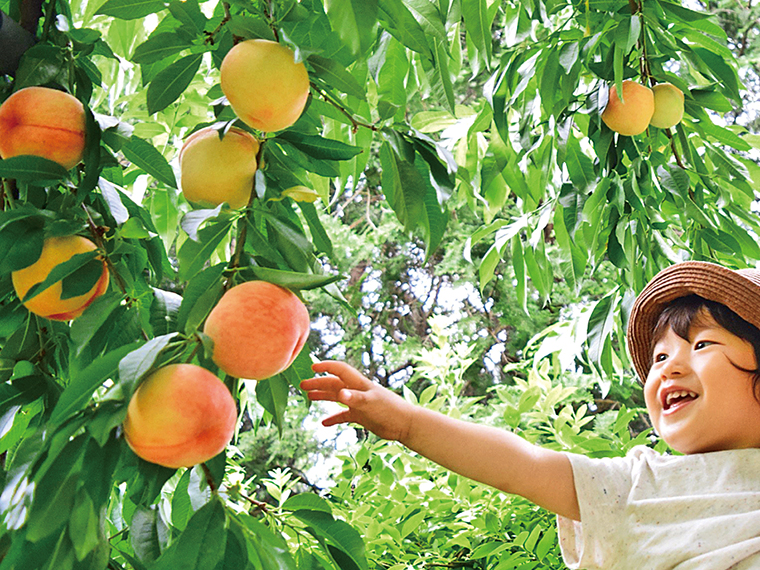 2023年7月29日（土）まで、桃の収穫体験を開催予定