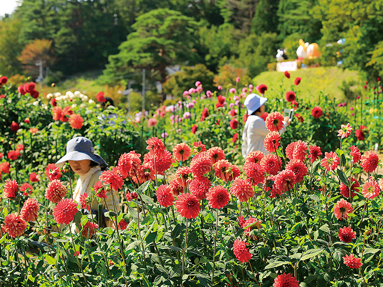 朝晩の気温差が大きくなる夏の終わり頃からは、花の色が一層鮮やかになる。見頃は2023年9月中旬（写真／大久保善人）