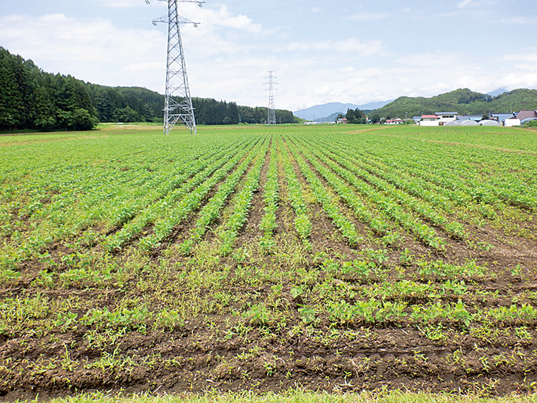 水田からの転換畑で大豆栽培を開始。除草をしっかりするなど、手間を惜しまず育てる