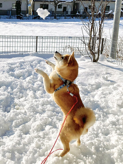 ［7］ハル（6歳）／「大好きな雪をキャッチ」