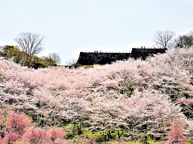 「日本さくら名所100選」の1つでもある『霞ヶ城公園』。ソメイヨシノなど約2,500本の桜が咲き競い、霞のように城山を覆う様子が名前の由来という説もある。西部に設けられた見晴らし台からの眺望も必見だ
