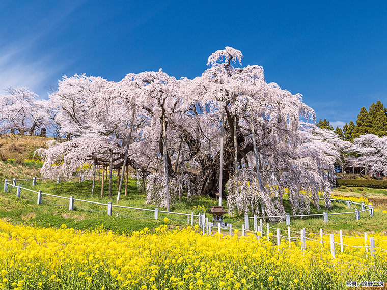 【福島県の桜スポット】三春町の『三春滝桜』と一緒に楽しみたいランチスポット3選 