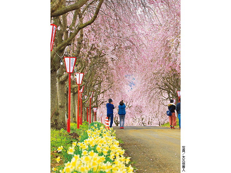 【福島県の桜スポット】福島市松川町の『右輪台山のしだれ桜』と一緒に楽しみたいランチスポット3選 
