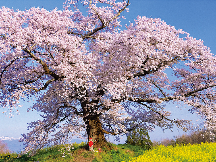旧岩代町の峠道に立つ一本桜「日向の人待地蔵桜」。華やかな桜と、根元に佇むお地蔵様に心癒やされる。晴れている日は、安達太良連峰を遠望できる