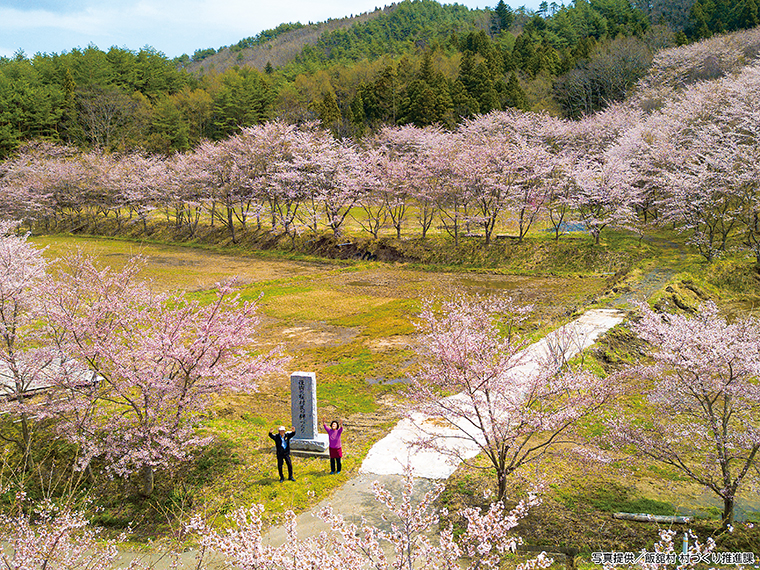 2022年、上空から撮影した桜並木と会田さん夫妻。中央の石碑は、2011年10月に征男さんが建てたもの。「復興の桜 村民の絆づくり」と刻み、復興への願いや、村民の絆をつなぐ桜になってほしいとの想いを込めた