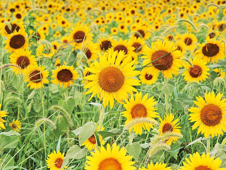 8月にはひまわりが見頃を迎える。鑑賞する際は、花畑近くの河川敷スペースに駐車可