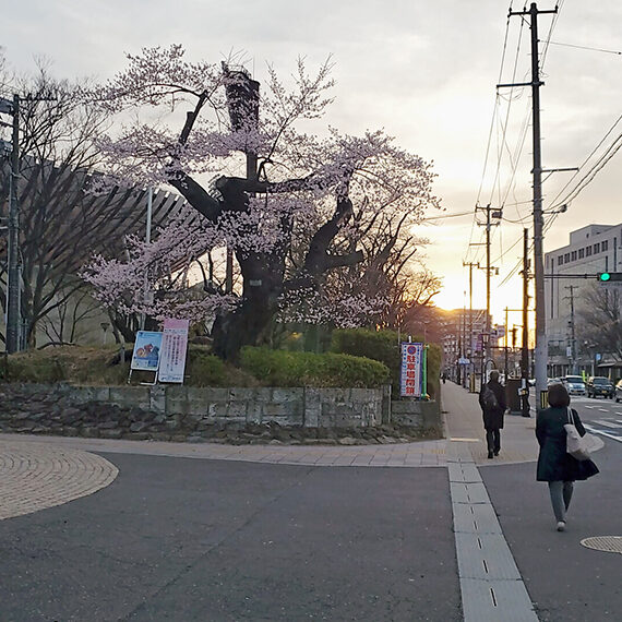 訪問時の開成山は七分咲きでした