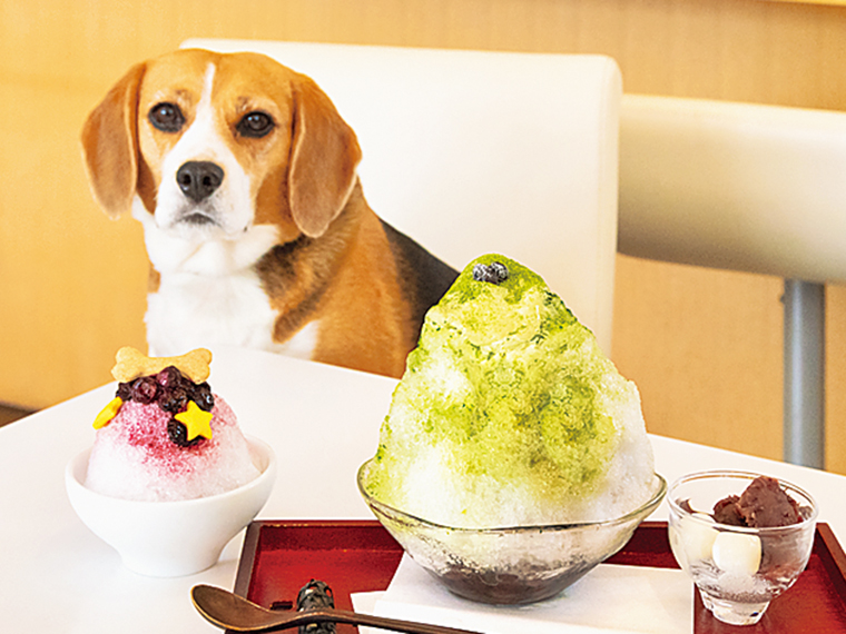 ミニサイズのわんこかき氷（300円）は「ブルーベリー」と「カツオだし」の2種。中央は抹茶宇治金時（850円）