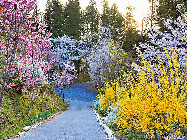 珍しい巨石を眺めながら上って行くと、眼下に広がる桜色の町に感動して心がほっこり