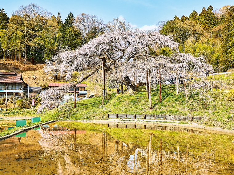 枝張りが30ｍを越える「中島の地蔵桜」。水田に映る逆さ桜は、思わず写真に収めたくなる