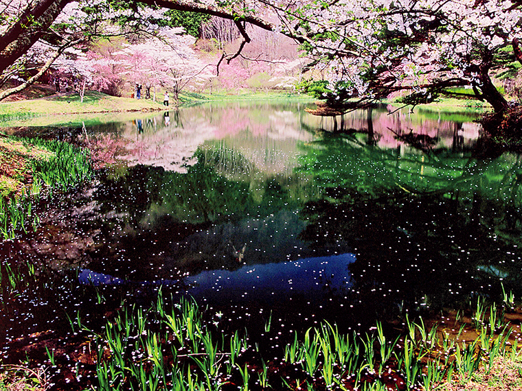 桜の見頃は例年4月下旬頃。公園内にはキャンプ場なども併設しており、様々な楽しみ方ができる