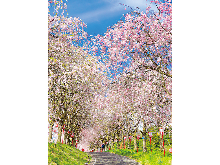 里山に咲くしだれ桜の並木道。車は下の駐車場に停めて散策を。新緑の季節も生命力あふれる風景が広がる