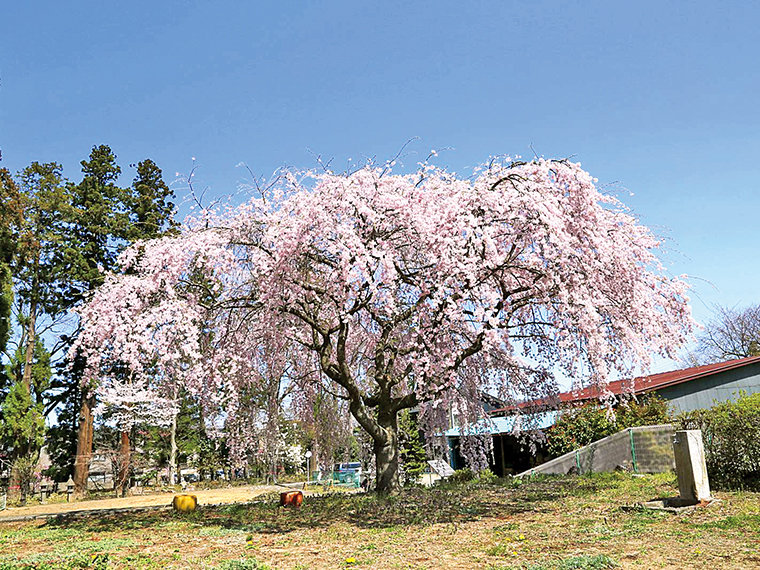 常宣寺の桜