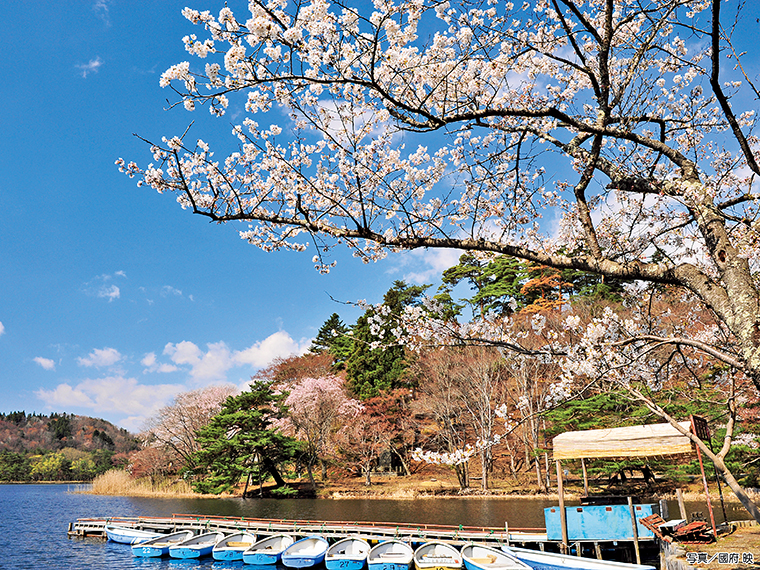 堤防近くの駐車場から歩くと、那須連峰を背景に桜の絶景を楽しめる。さらに松並木から遊歩道を時計回りに進むと、美しい桜並木が目の前に