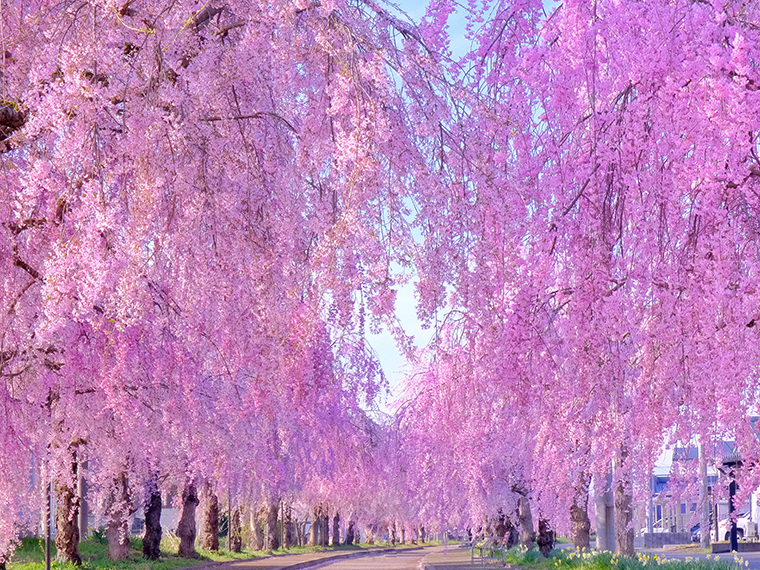 日中線しだれ桜並木を見に行こう!絶景「桜のトンネル」!