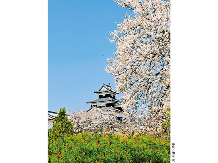 江戸時代の絵図や発掘調査に基づき木造で復元された三重櫓と石垣を多用した美しい小峰城を可憐な桜が優しく包み込む