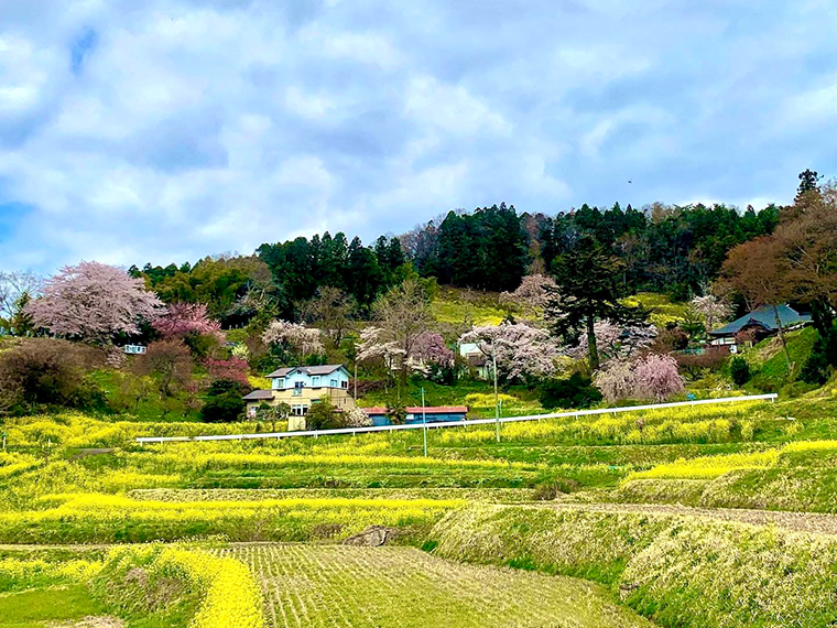 春の花々が咲く景色にも癒やされて