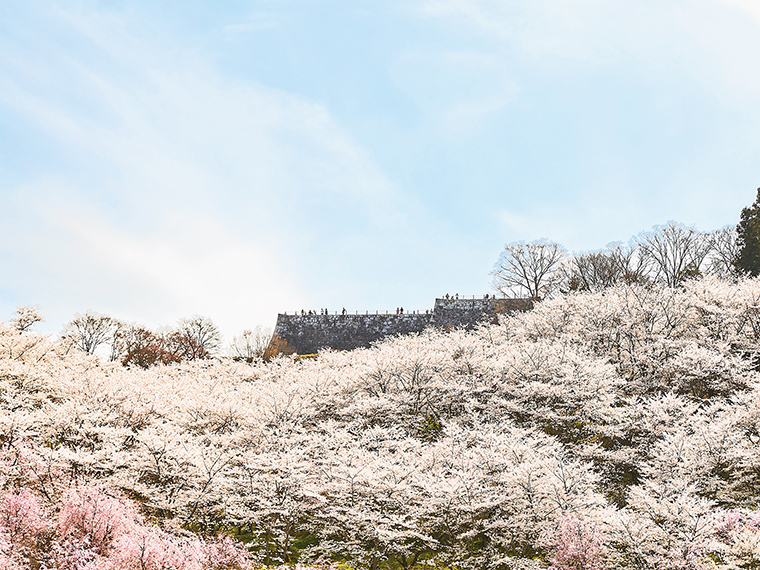 ソメイヨシノなど数多くの桜が咲き競い、霞のように城山を覆う様子が名前の由来という説もある。復元された石段と桜のコントラストが美しい。公園前には、二本松の歴史・文化や観光情報を発信する施設「にほんまつ城報館」がある。花見の前後に立ち寄って知識を深めよう