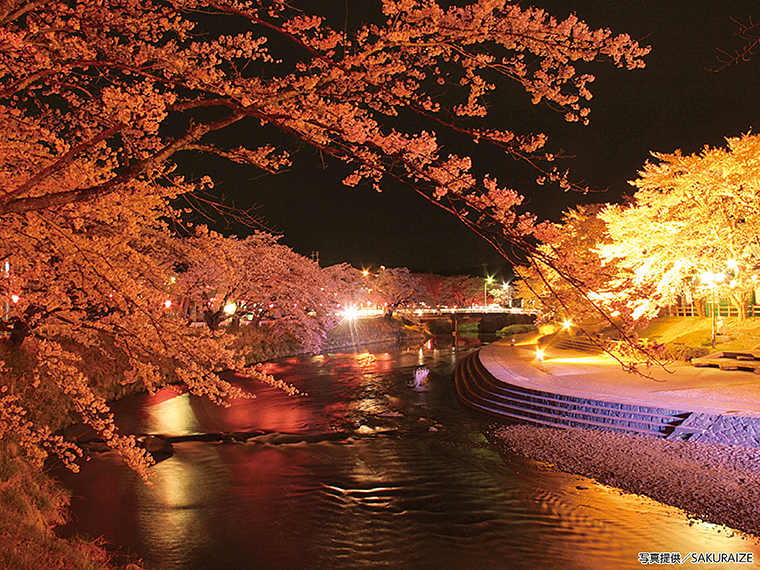 ライトアップされた「あさひ公園」の幻想的な桜。昼も夜も美しい表情で魅了する