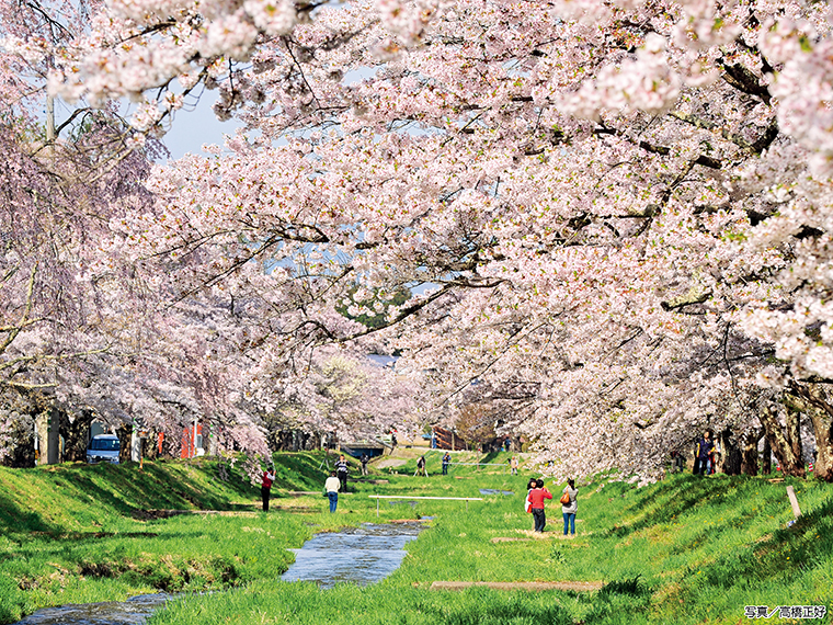 満開の時期には花が川を覆うように咲き誇り、水と緑と桜が三位一体で楽しませてくれる