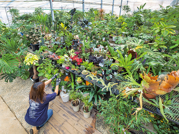 珍しい大型の植物、サボテンや様々な多肉植物など、他ではなかなか見られない品種も多数取り揃える。2025年5月4日(祝)・5日(祝)にはマルシェ開催
