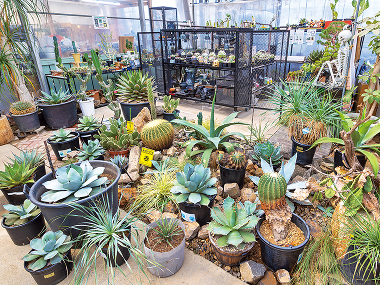 乾燥地帯の植物を使った人気の「ドライガーデン」も気軽に相談を。運命の一鉢に出合えるかも