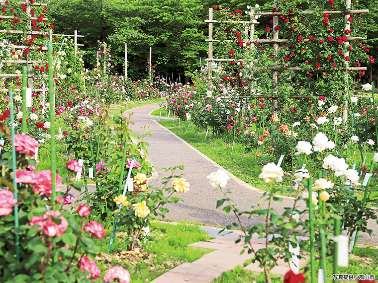 来園者は、色とりどりのバラの間に敷設された舗道を歩く。舗道は2024年の公園整備に合わせ、バリアフリー対応となった