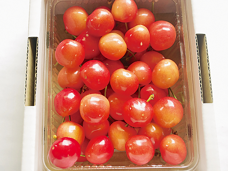 【販売は2025年7月上旬まで。6月下旬から順次発送】「佐藤錦・紅秀峰 どちらかおまかせ2L（500g）」（3,564円）※限定10箱【マルハラ果樹園［二本松市］】