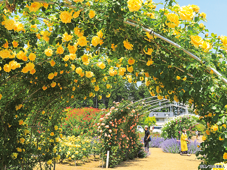華やかなアーチ状のバラのトンネルは春バラの季節だけの特別な光景。花の香りに包まれながらゆっくり歩いてみよう