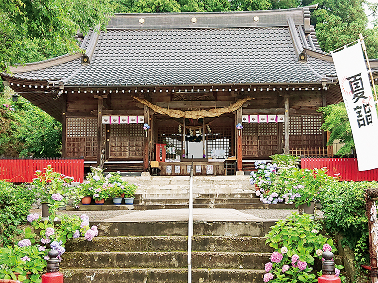 6月下旬から7月上旬はあじさい祭り、2025年6月30日(月)16時より「夏越大祓」を実施する