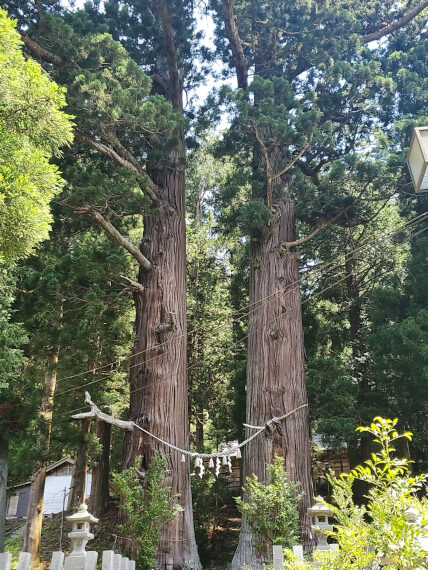 小野町の国指定天然記念物。諏訪神社の巨木は推定樹齢1,200年