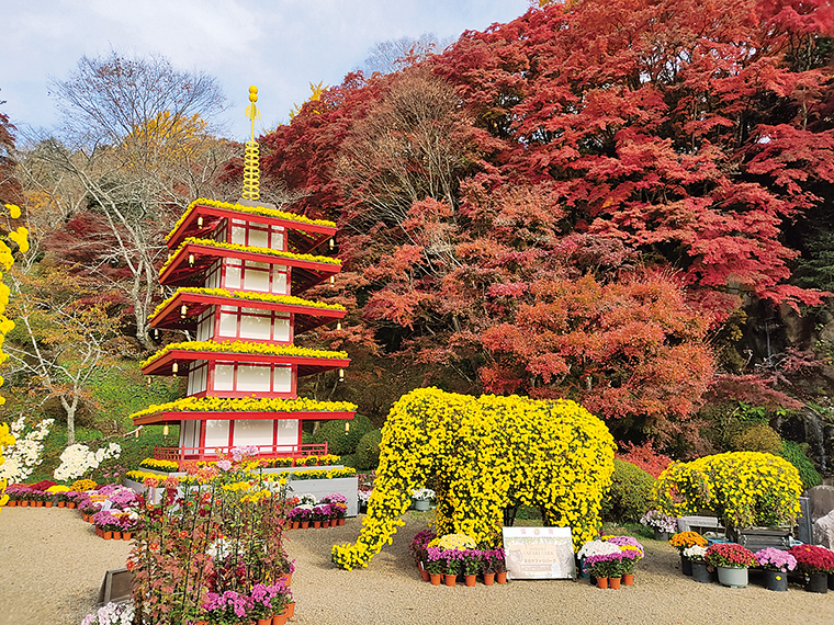 紅葉と菊の美しいコントラストは絶景