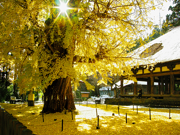 イチョウの樹齢は約850年以上！長寿木としても知られる