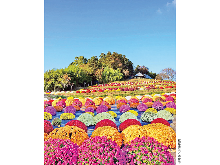 10種類の色鮮やかなざる菊。10月末から花を咲かせ、11月初旬から下旬までが見頃